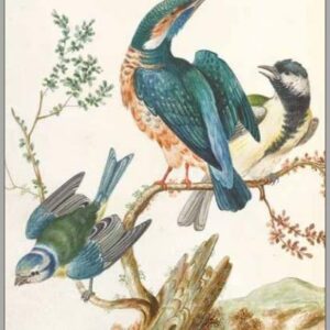 Postcard of the Kingfisher and Blue tit. Albin's watercolours