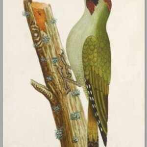 Green Woodpecker postcard from Albin's watercolours